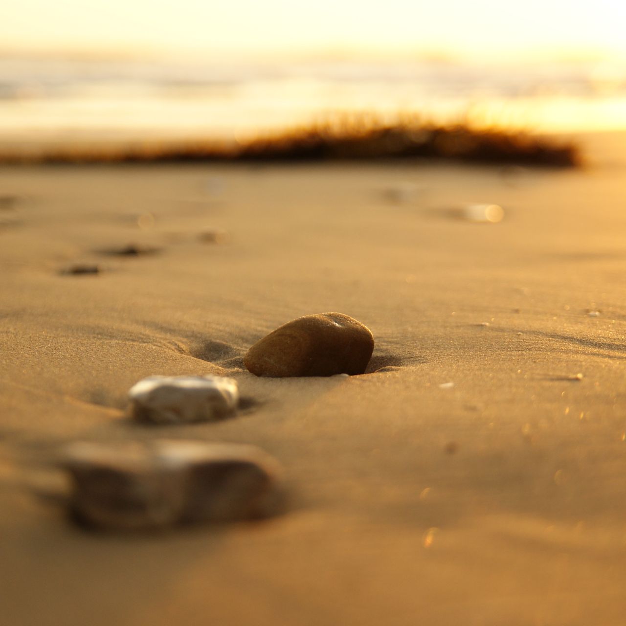 erfahrungsbericht-usa-florida-wildlife-tierschutz-strand-natucate