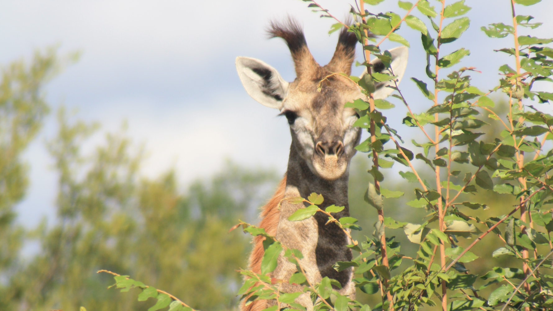 erfahrungsbericht-pfg-dominik-giraffe-quer