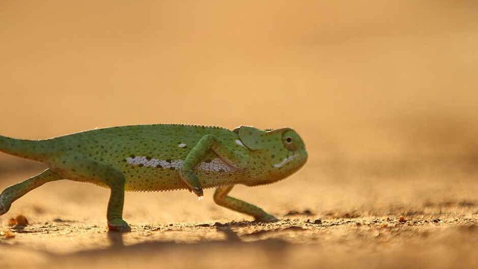 blog-sabbatjahr-chef-ueberzeugen-chamaeleon-natucate
