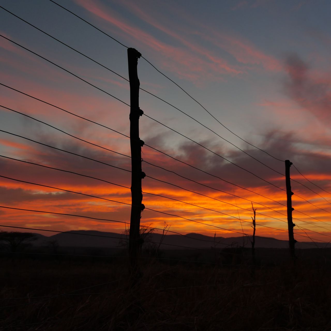 Artenschutz im suedlichen Afrika: Ein afrikanischer Elefant in der Wildnis