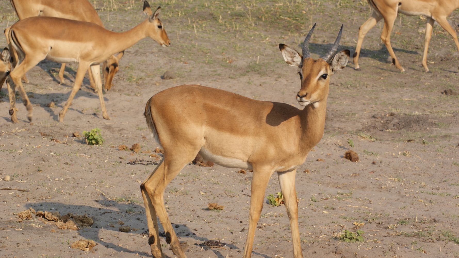 rangerausbildung-wissen-saeugetiere-antilope-natucate