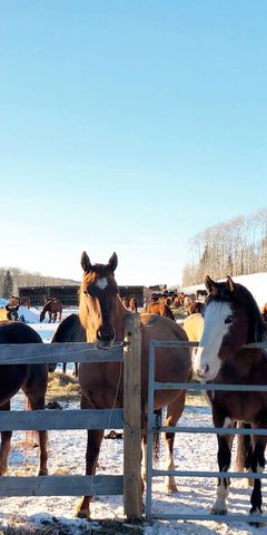 freiwilligenarbeit-kanada-tierschutz-pferde-natucate