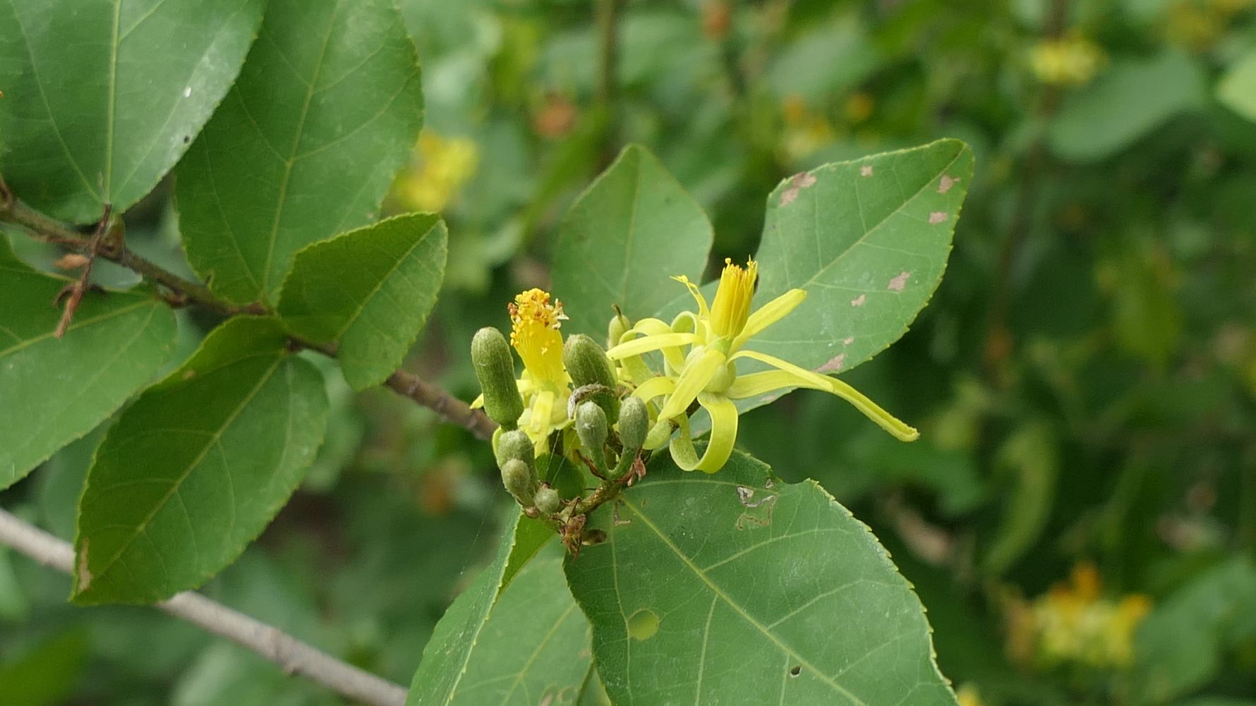 blog-naturwissen-verbreitung-fremdartiger-pflanzen-naturschutz-pflanzen-natucate