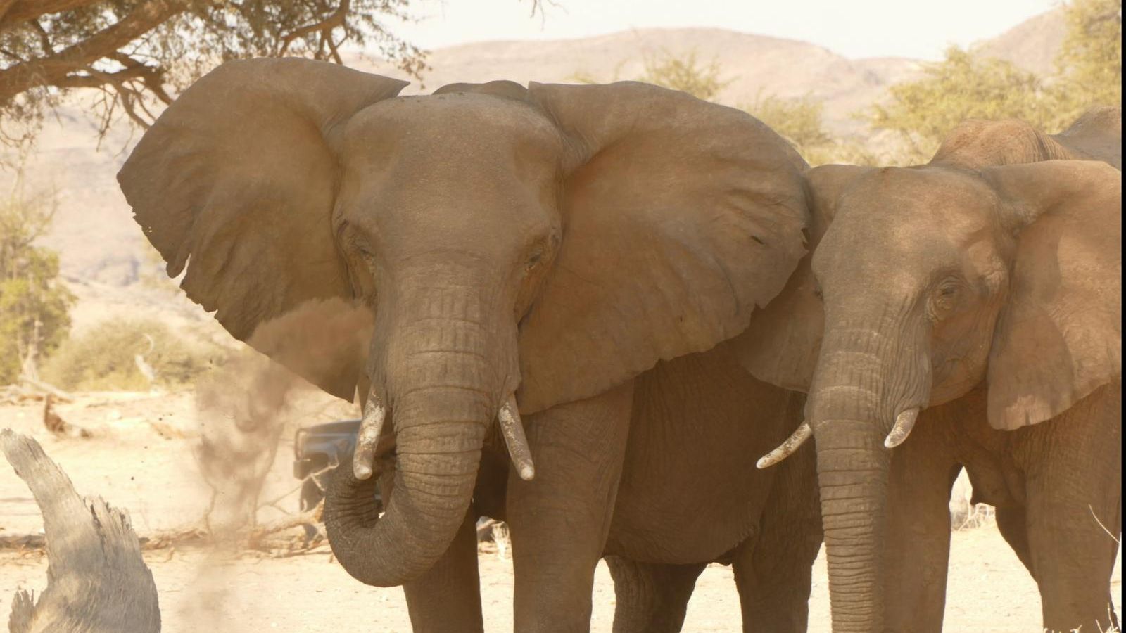 natucate-blog-review-namibia-loretta-hans-elefant-nah