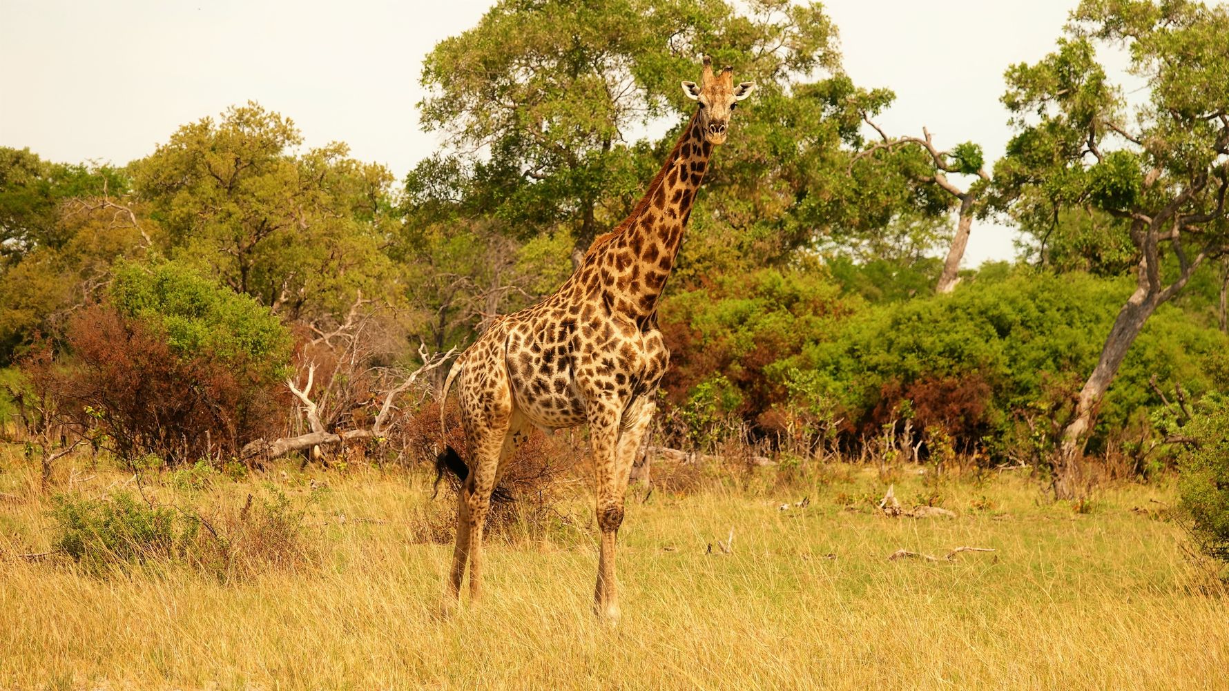 blog-ratgeber-botswana-savute-giraffe-natucate