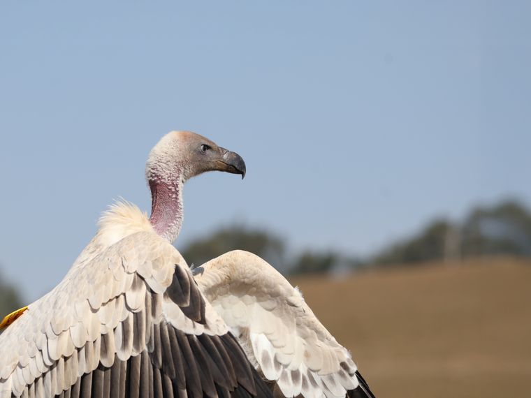 natucate-volunteering-south-africa-drakensberg-vulture-white-hero