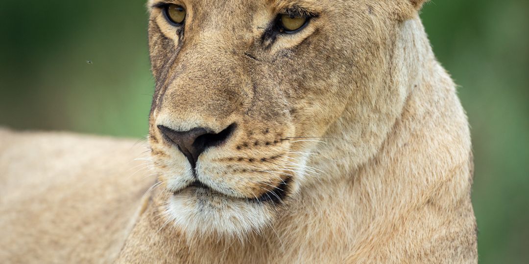 safari-botswana-bliss-deluxe-lion