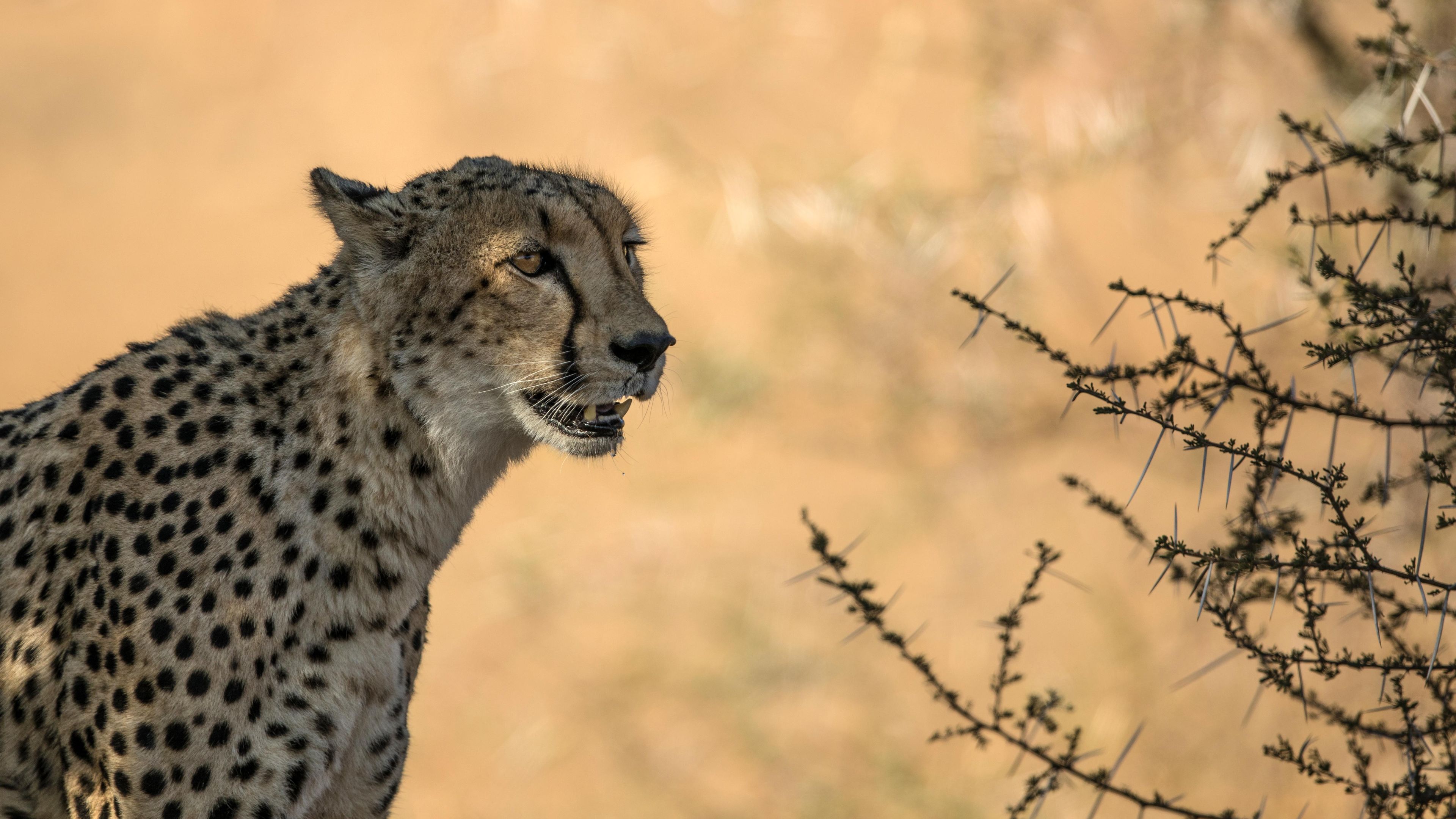 natur-und-rangerkurs-kenia-field-guide-level1-gepard-natucate