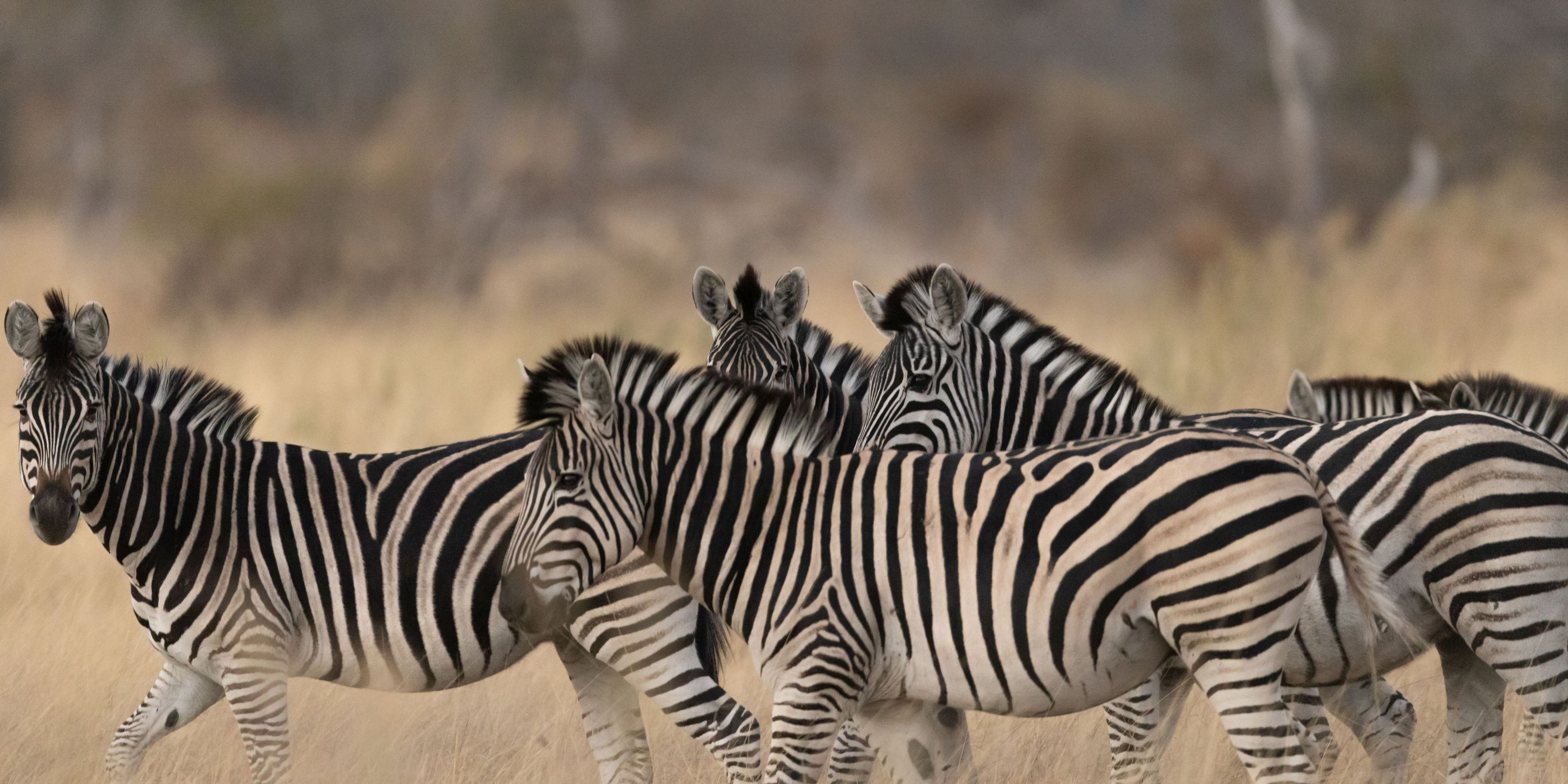 naturkurs-botswana-track-and-trail-zebras-natucate