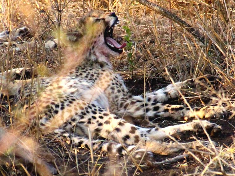 freiwilligenarbeit-suedafrika-erfahrungsbericht-kundenfotos-artenschutz-gepard-natucate