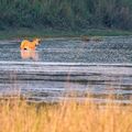 natucate-country-information-nepal-tiger