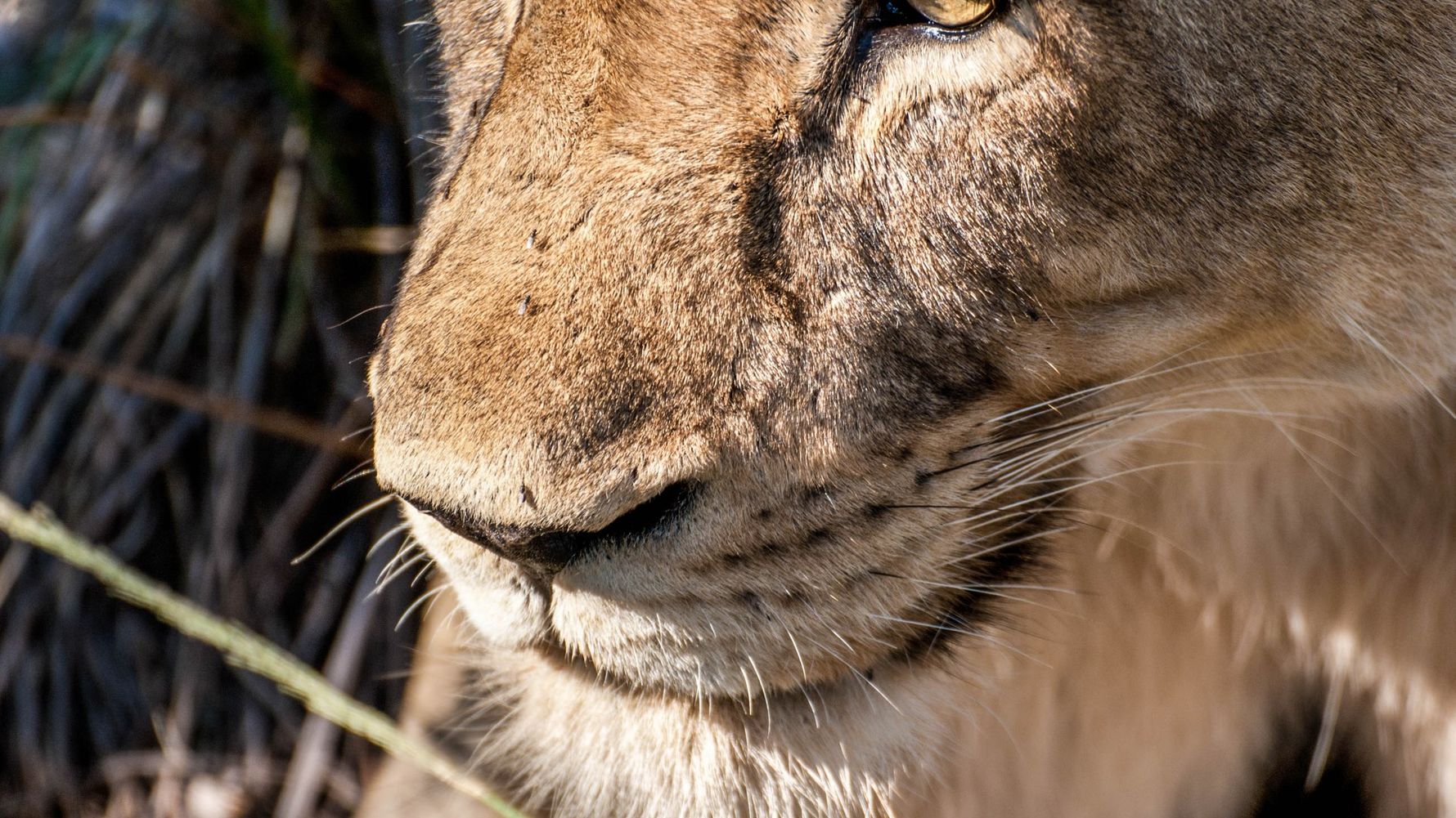 erfahrungsbericht-suedafrika-kundenfotos-rangerausbildung-loewenkopf-natucate