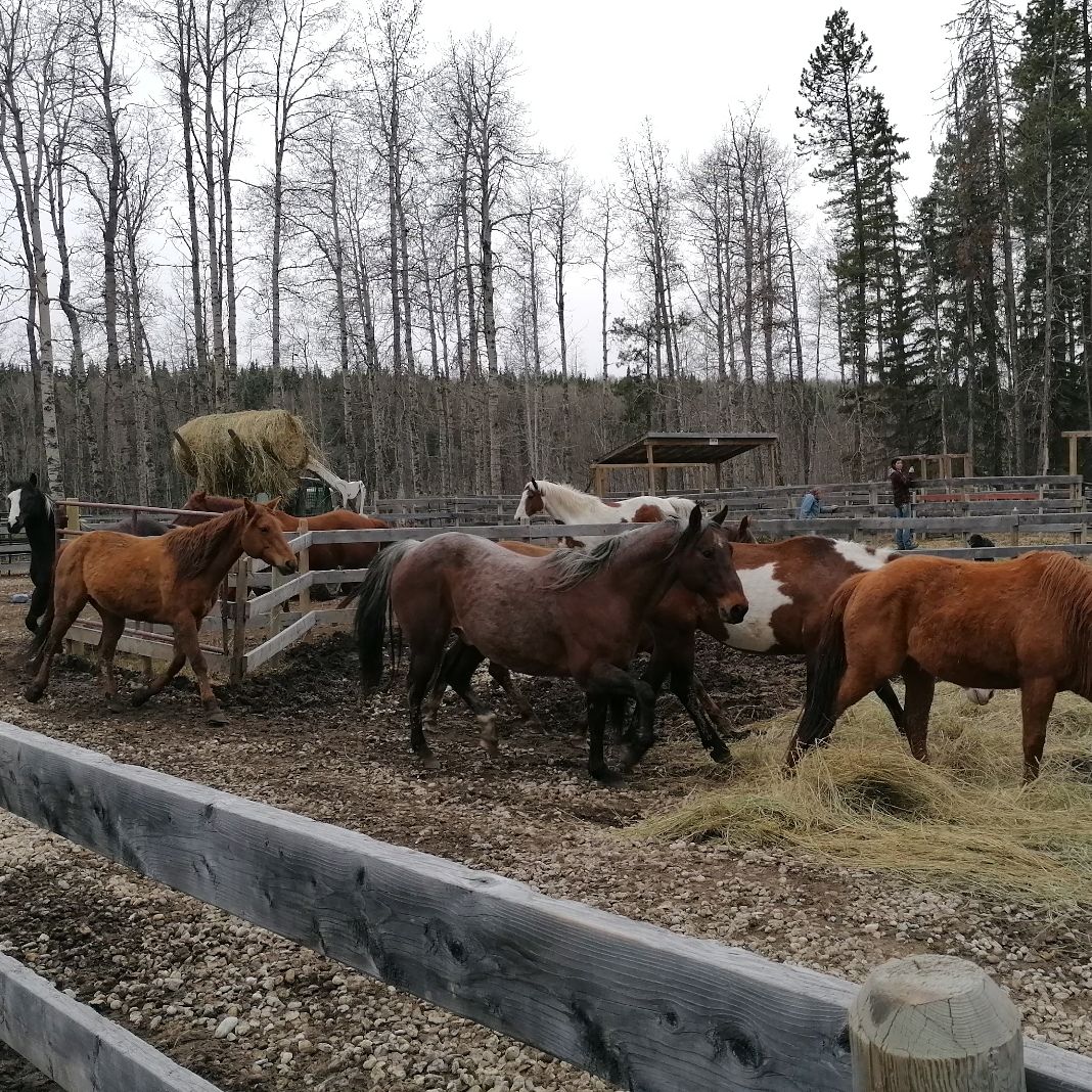 erfahrungsbericht-freiwilligenarbeit-kanada-alberta-pferdeschutz-pferde-luisa-natucate