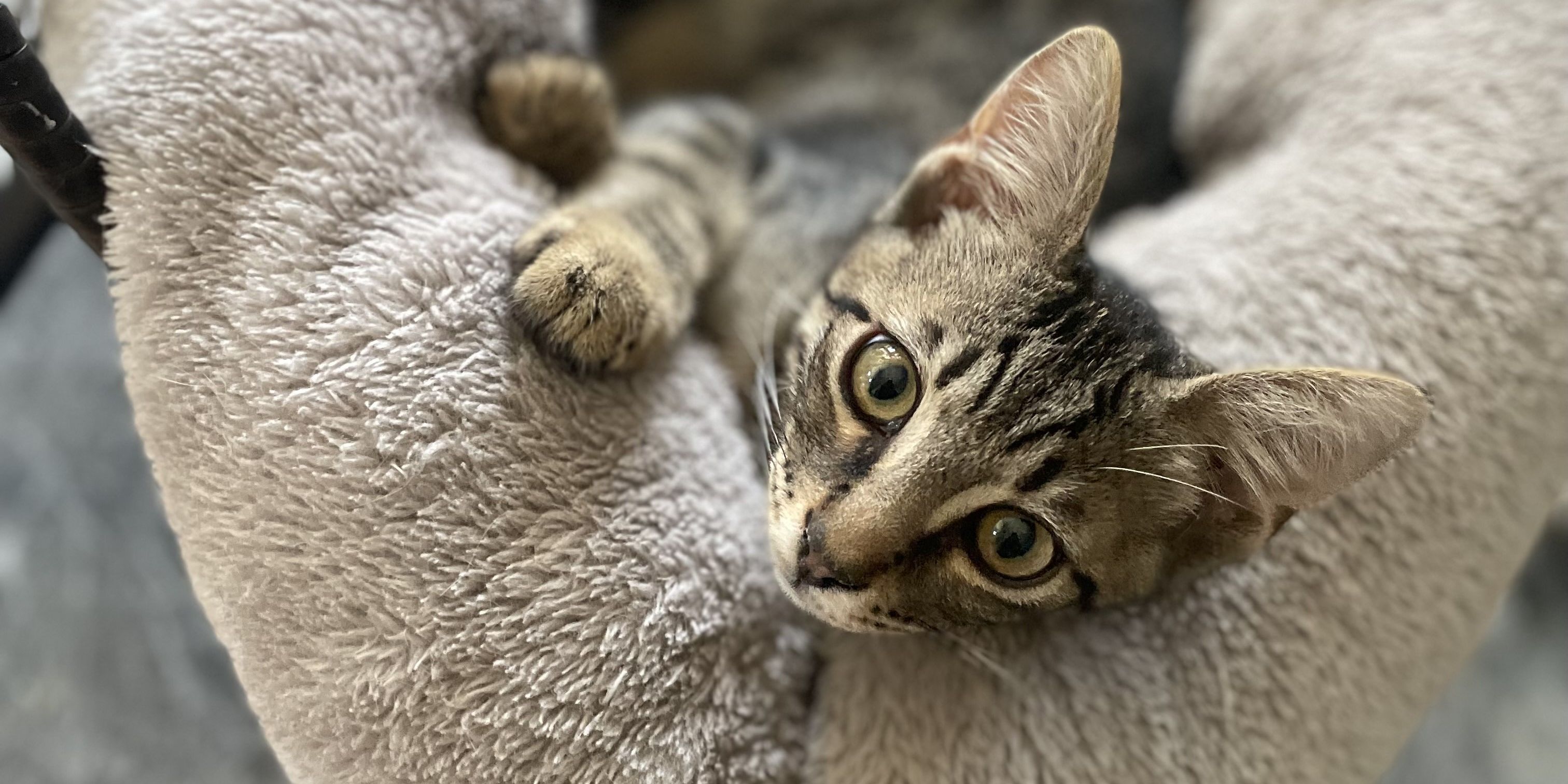 natucate-praktikum-griechenland-tiermedizin-tairn-katze