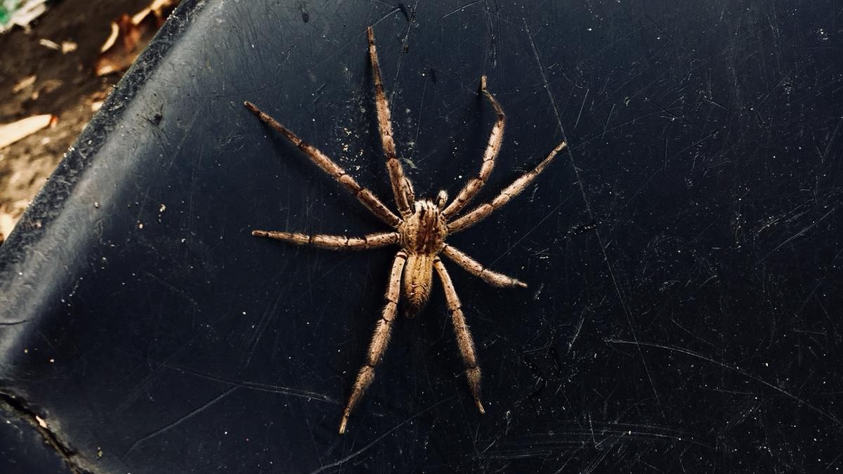 erfahrungsberichte-freiwilligenarbeit-costa-rica-schildkroetenschutz-stefanie-spinne-natucate