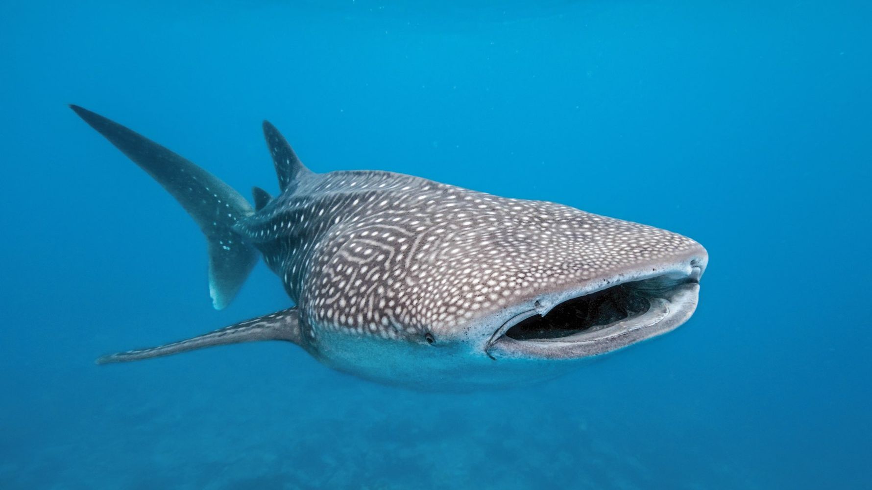 Natucate Blog – Whale Sharks: Facts ⋅ Natucate