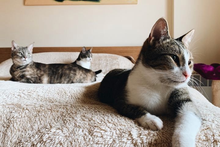 freiwilligenarbeit-griechenland-tierschutz-3