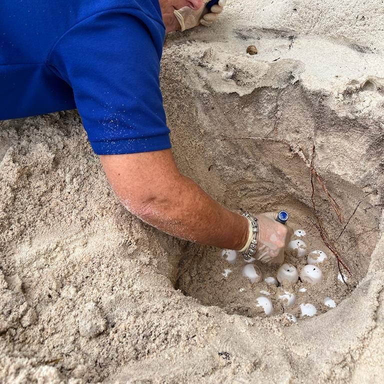 natucate-erfahrungsbericht-seychellen-north-island-sybille-schildkrotennest