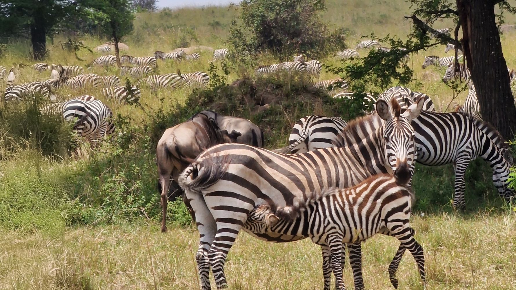 Zebra und Fohlen