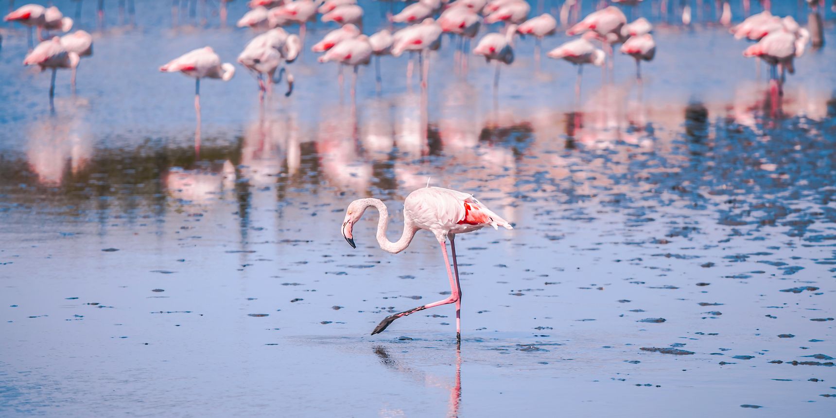 Flamingos in shallow water in the Camargue area