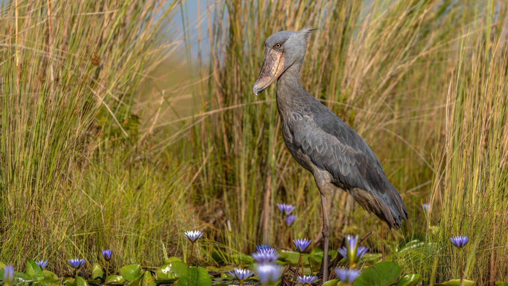 uganda-laenderinformation-balaeniceps-rex-victoriasee