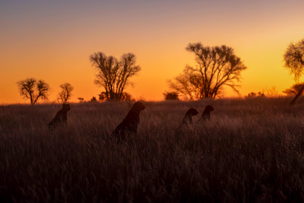 natucate-volunteering-southafrica-kalahari-cheetah-sunset2