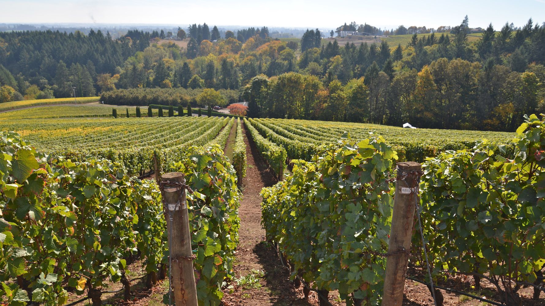 blog-ratgeber-usa-oregon-weinbau-natucate