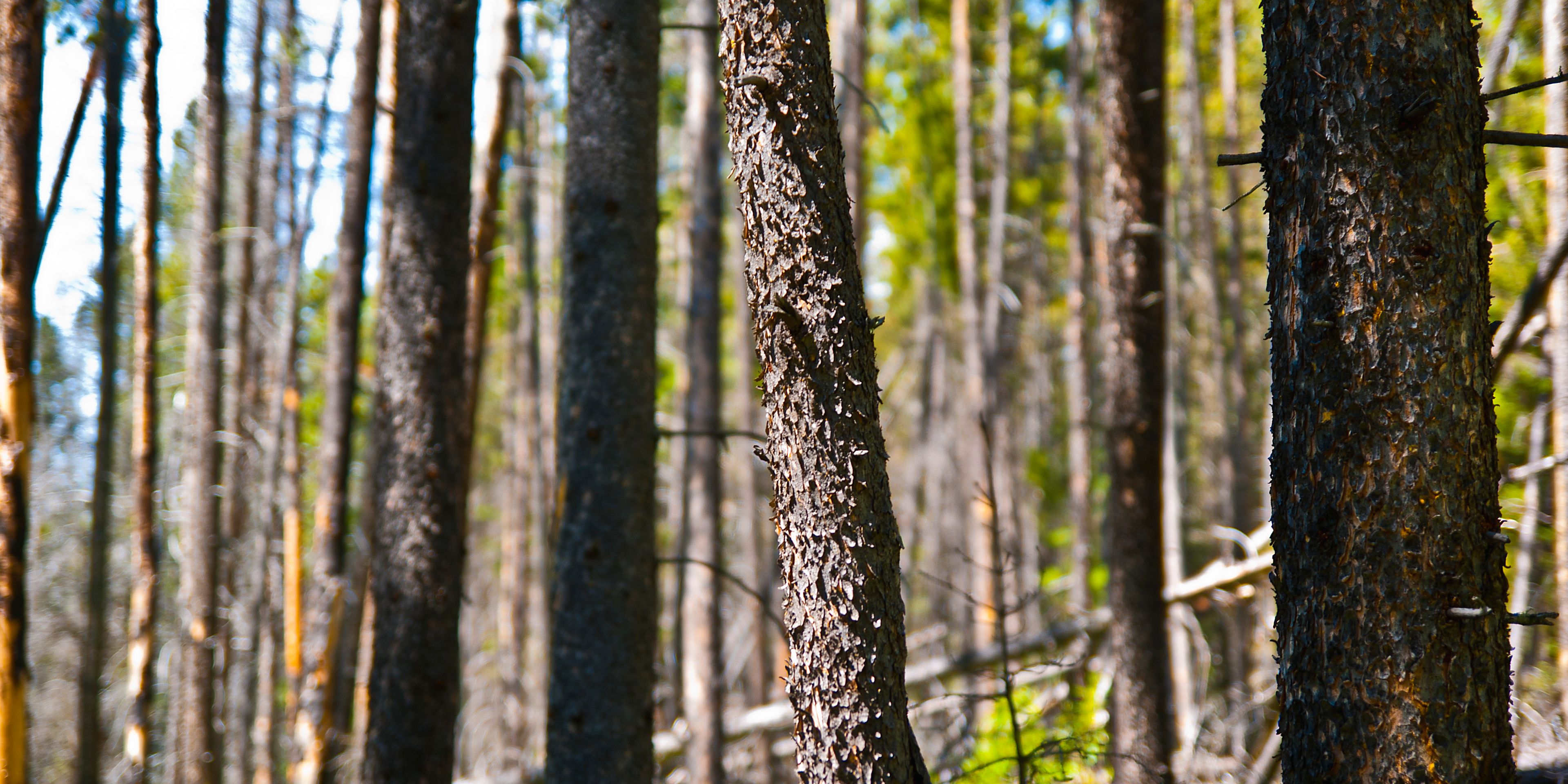 natur-und-rangerkurse-kanada-nordamerika-bushcraft-survival-british-columbia-natucate
