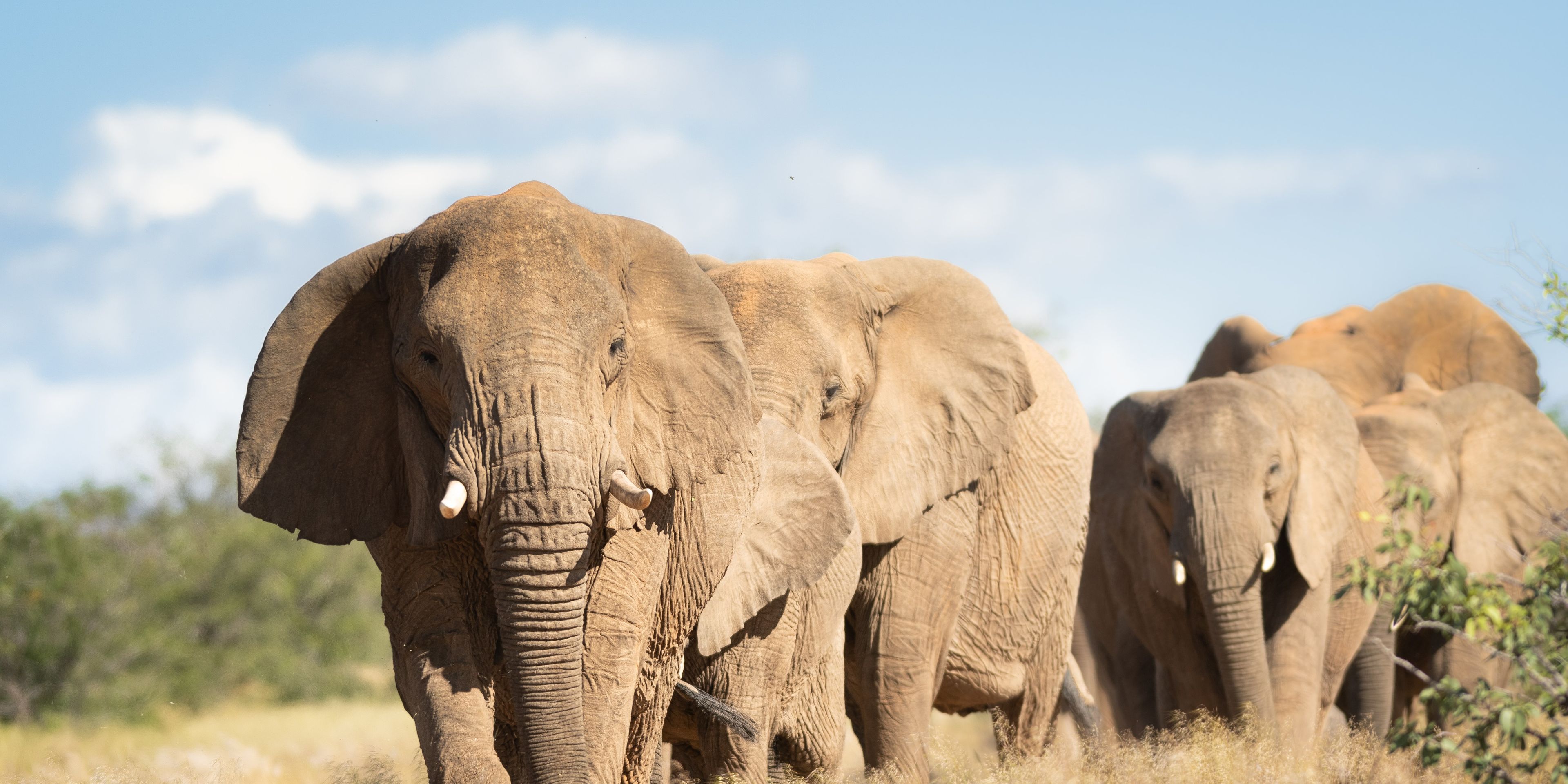 Elephant herd