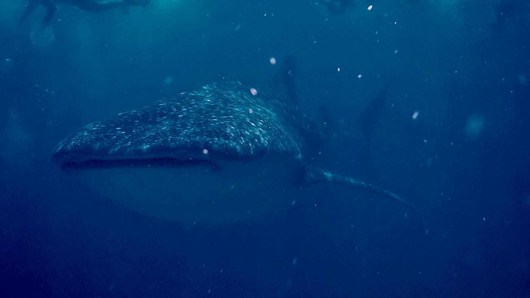 erfahrungsberichte-freiwilligenarbeit-malediven-walhaischutz-markus-walhai-natucate
