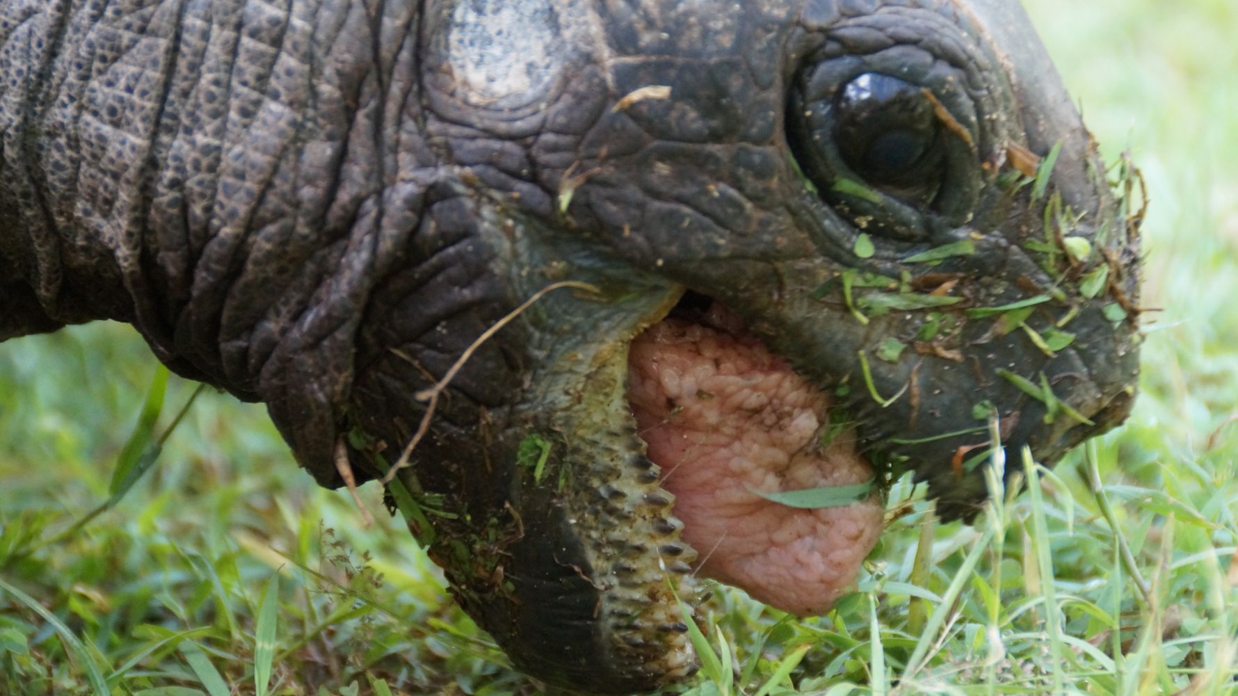 freiwilligenarbeit-seychellen-erfahrungsbericht-artenschutz-kundenfotos-schildkroete-futter-natucate
