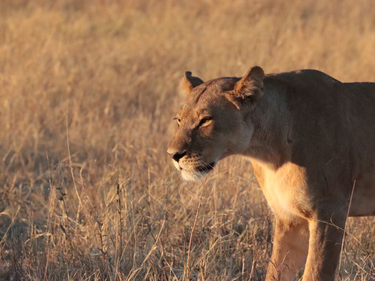 natucate-blog-ratgeber-wilderness-experience-balance-lion