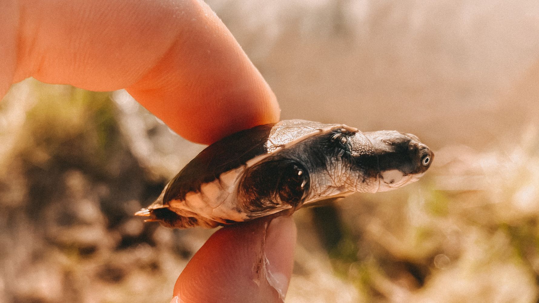 erfahrungsberichte-rangerkurs-field-guide-level-1-afrika-ben-schildkroete-natucate