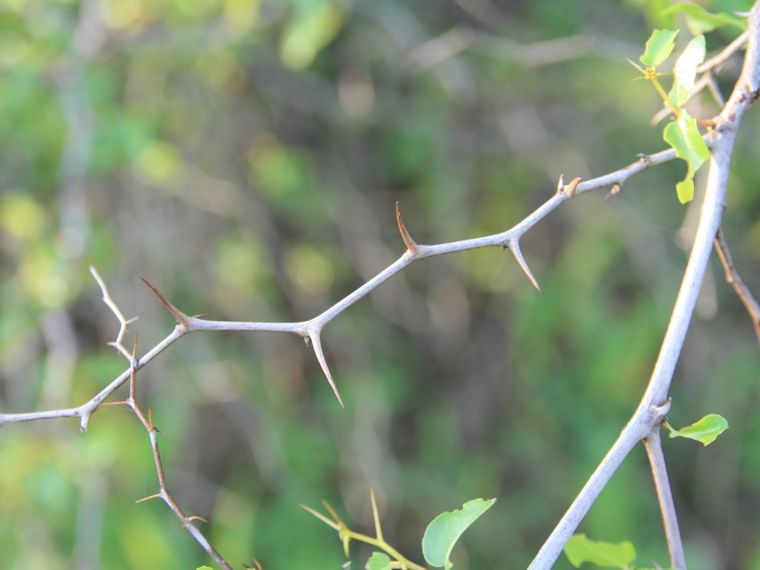 blog-wissen-buffalo-thorne-dornen