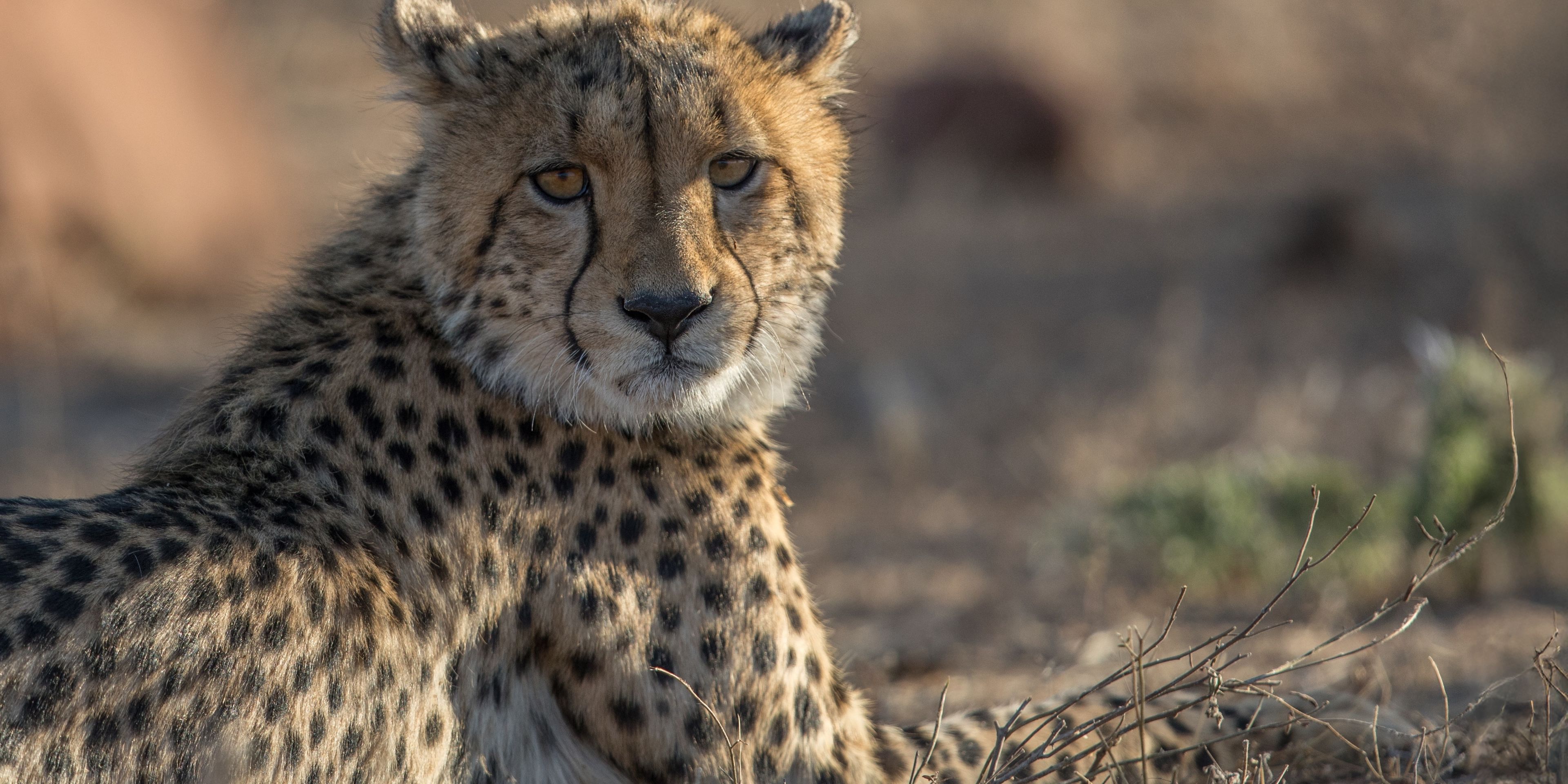 Gepard liegt