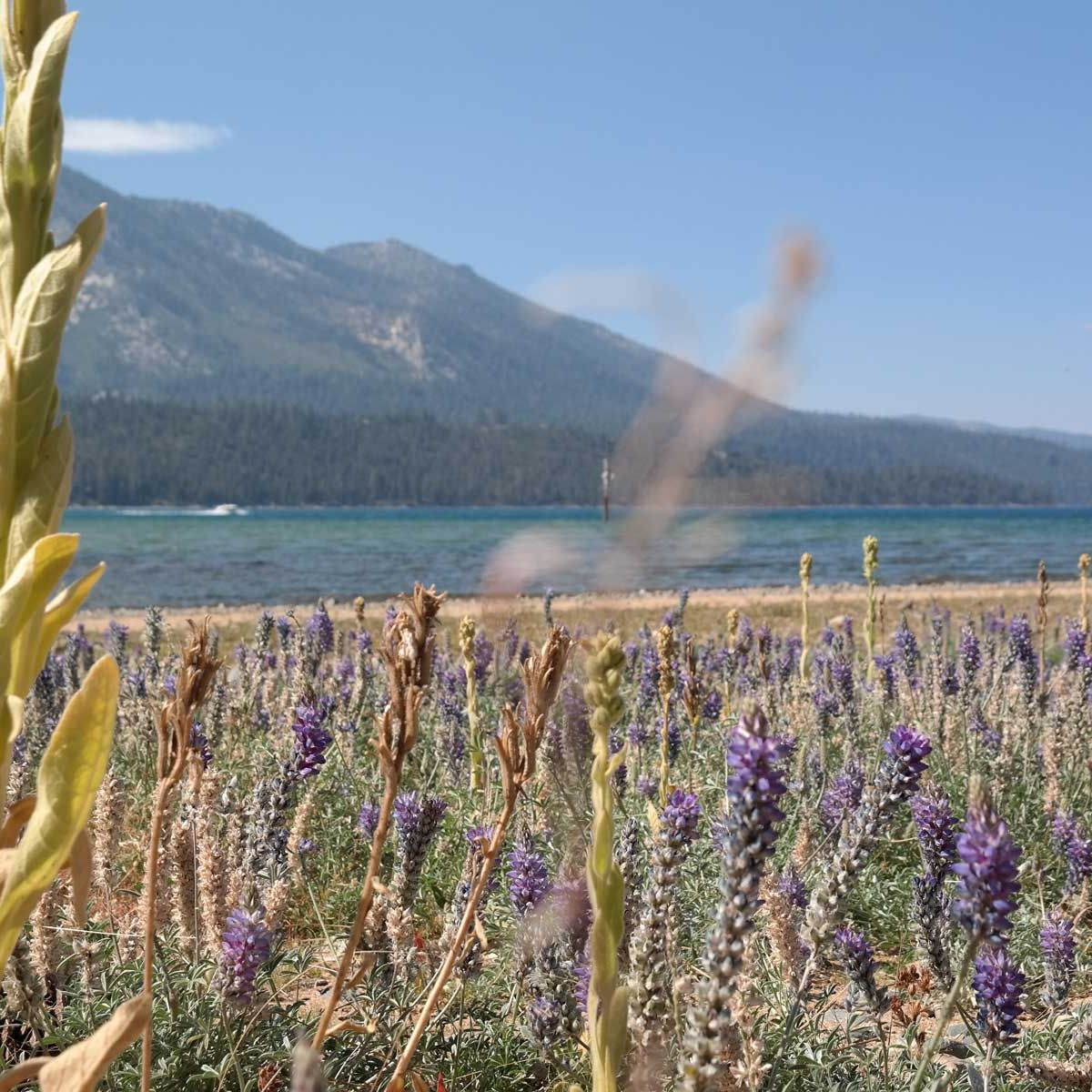 freiwilligenarbeit-usa-kalifornien-erfahrungsbericht-naturschutz-wasser-natucate