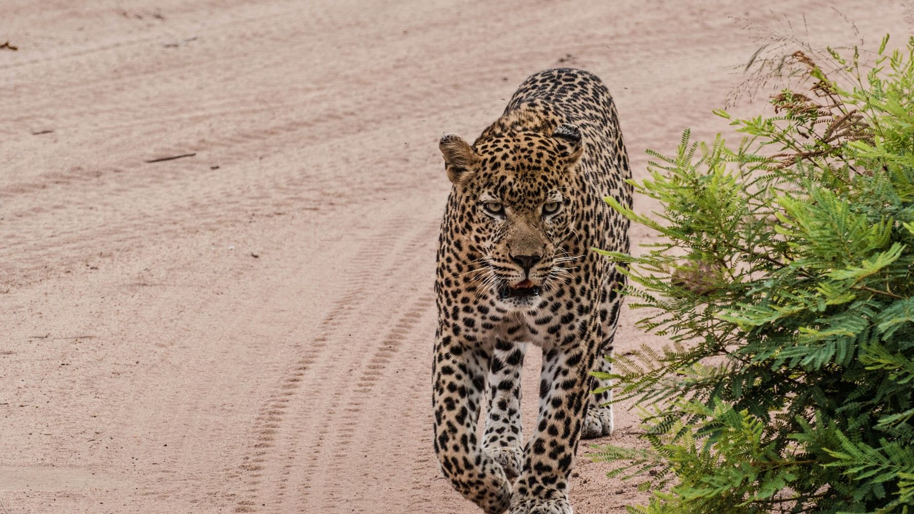 erfahrungsbericht-suedafrika-kundenfotos-rangerausbildung-leopard-natucate