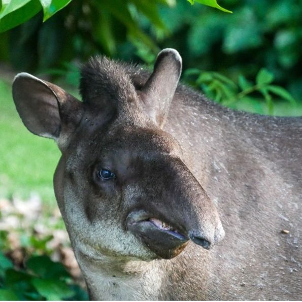 erfahrungsbericht-peru-volunteering-juliana-animals