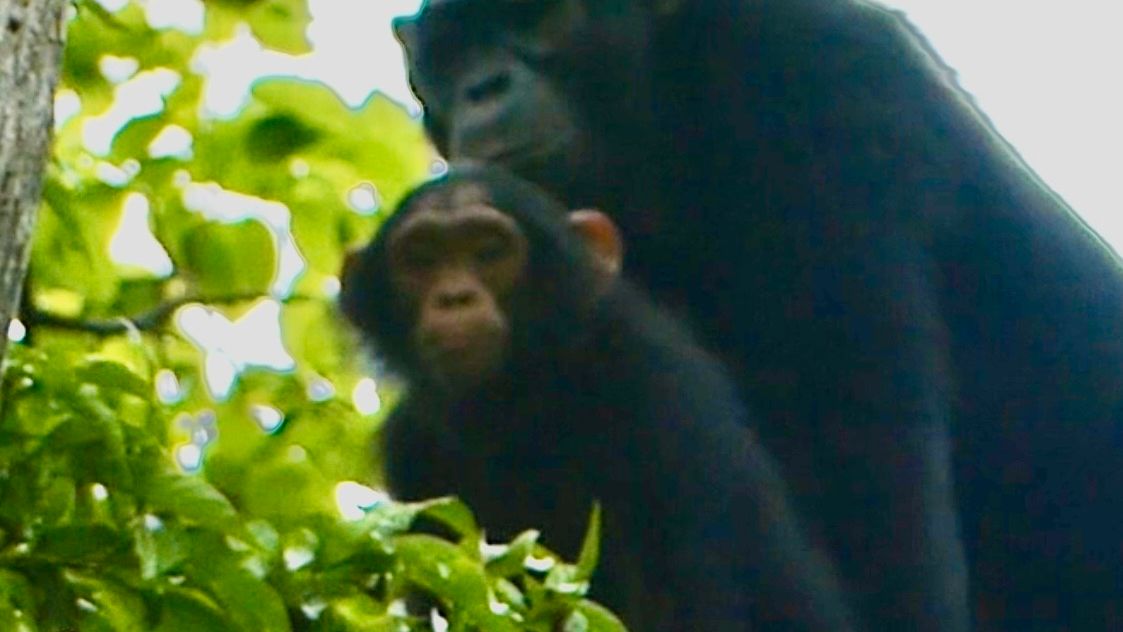 Two chimpanzees, mother and young adult