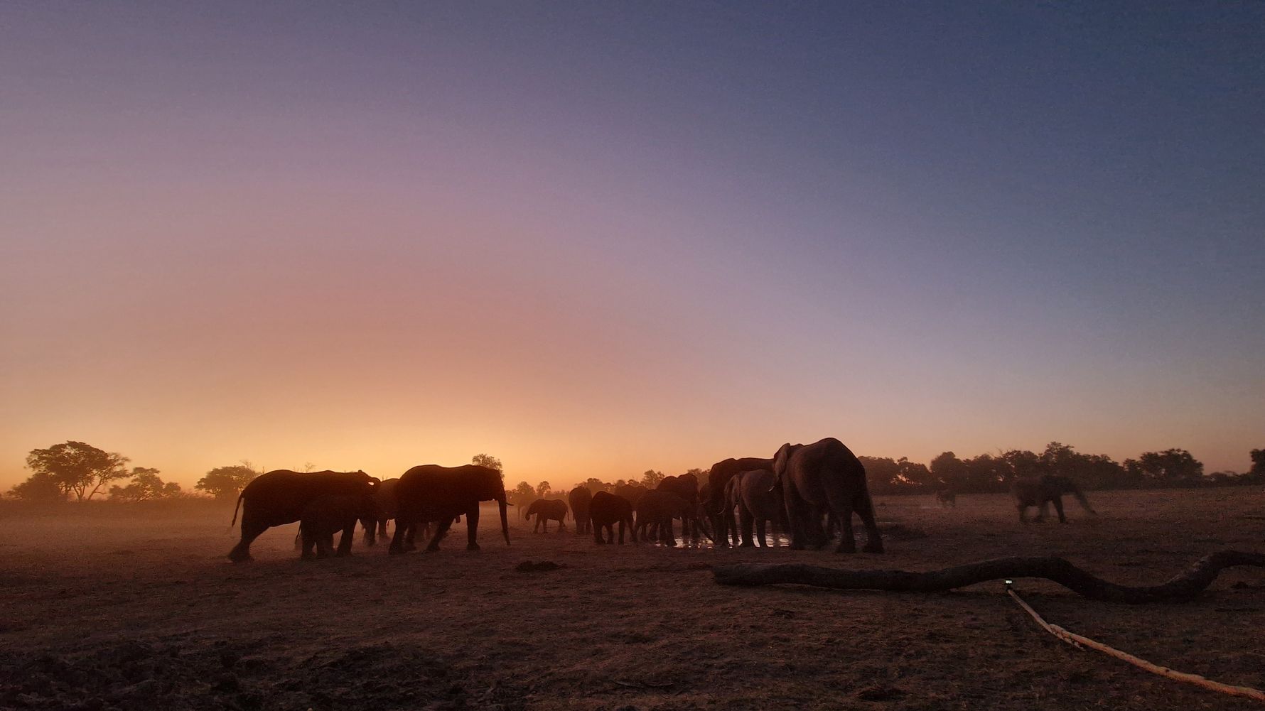 natucate-blog-news-anniversary-elephants-sunset