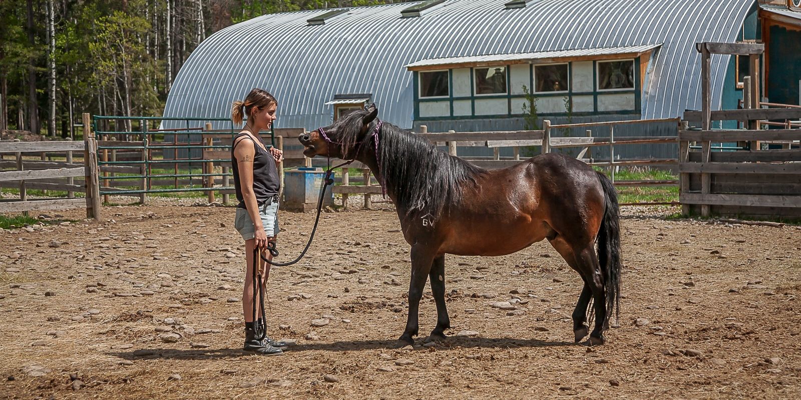 natucate-canada-freiwilligenarbeit-horses-braunes-pferd-an-leine