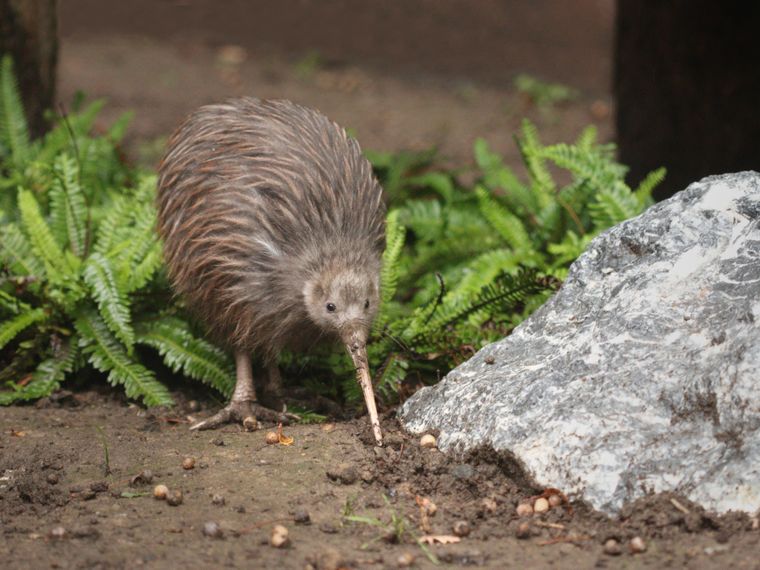 blog-wissen-kiwi-bedrohtes-nationalsymbol-natucate