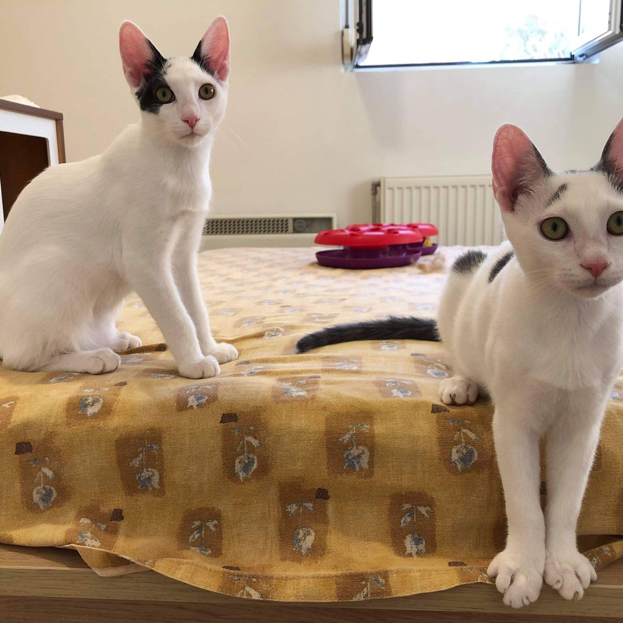 erfahrungsbericht-freiwilligenarbeit-griechenland-tierschutz-caroline-katzen-zimmer-natucate