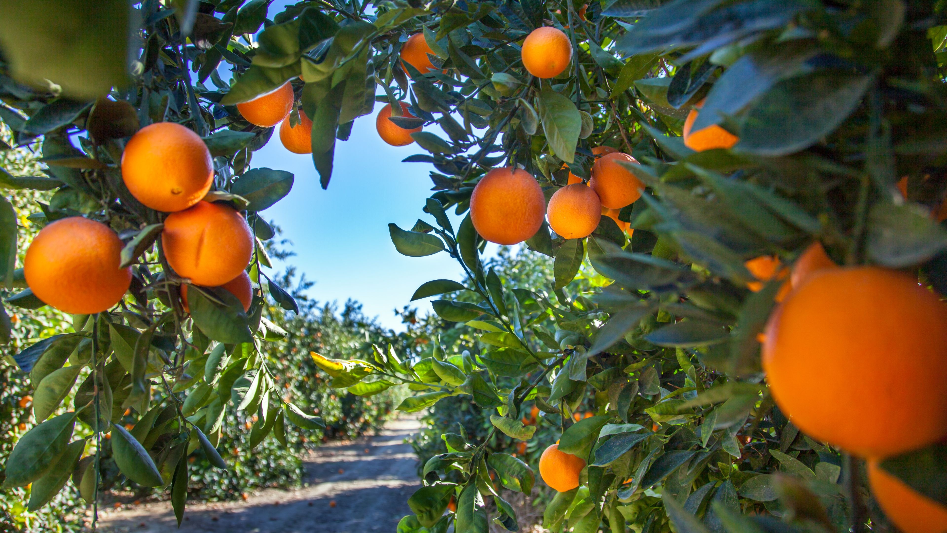 auslandspraktikum-usa-nordamerika-obstbau-orangen-natucate