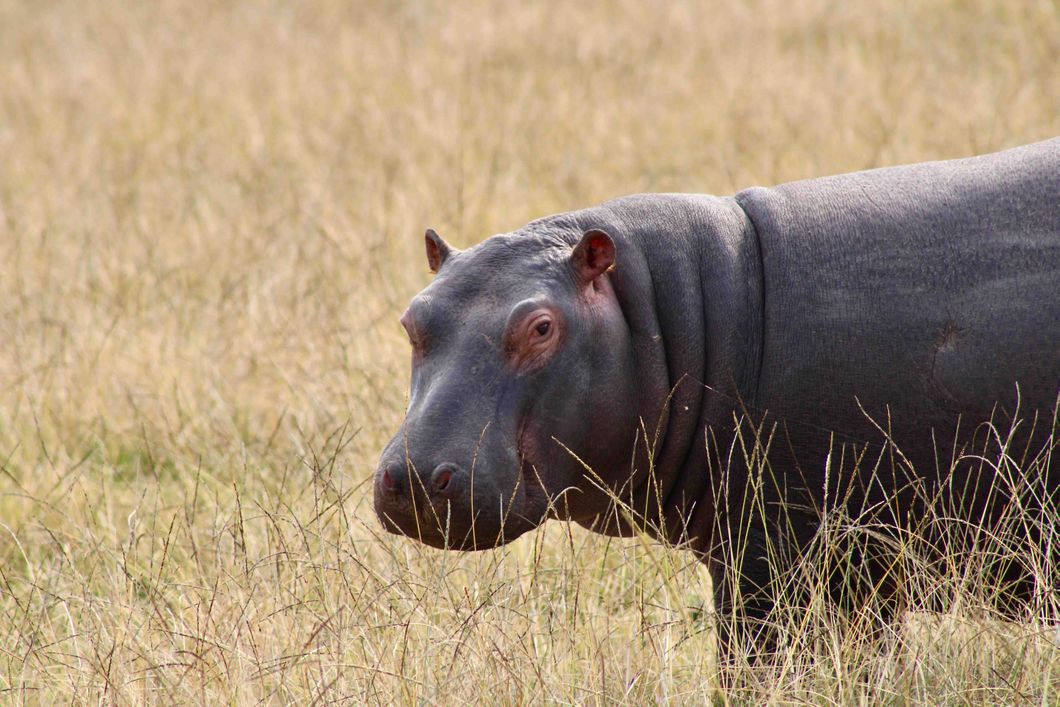 Ein einzelnes Nilpferd, das im Freiwilligenprojekt in Mosselbay gesichtet wurde.