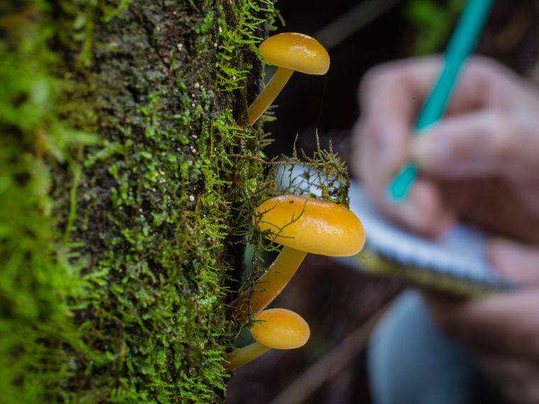 natucate-blog-citizen-sciene-knowledge-mushroom-data