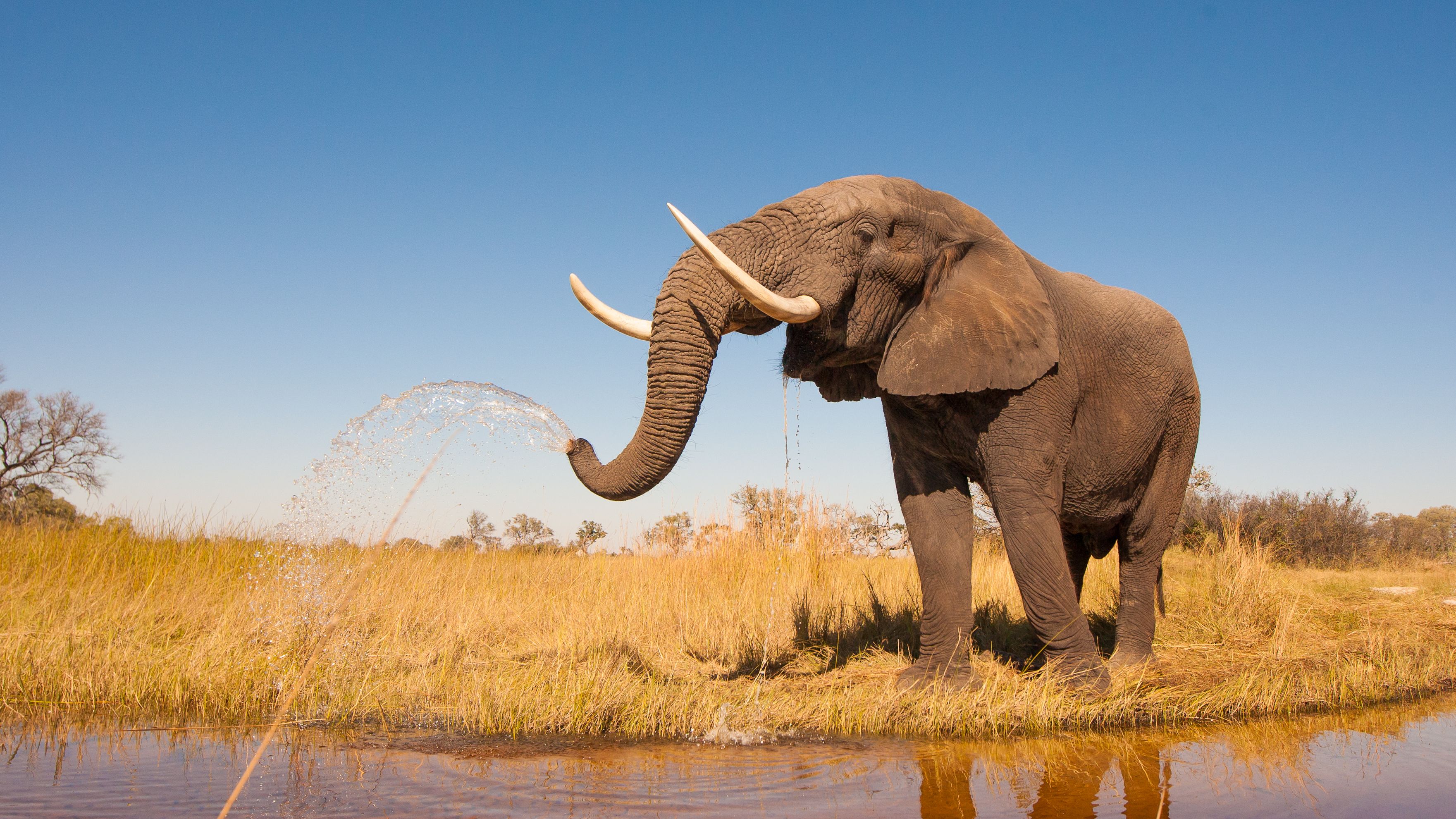 botswana-safari-deluxe-9-dayds-elephnts