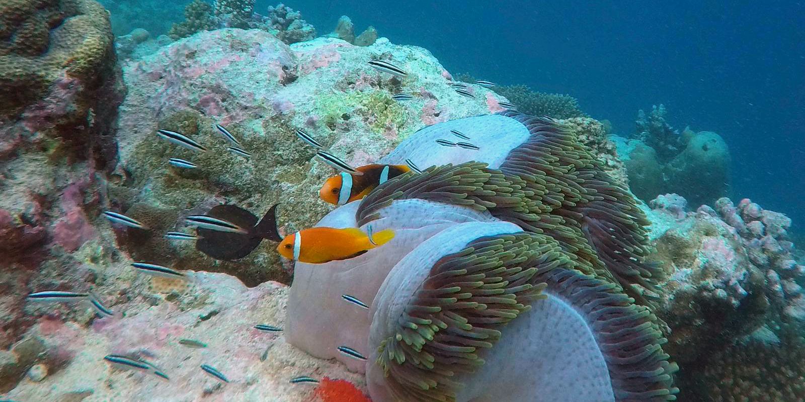 Conservation volunteering: Fish in a coral reef off the Maldivian coast
