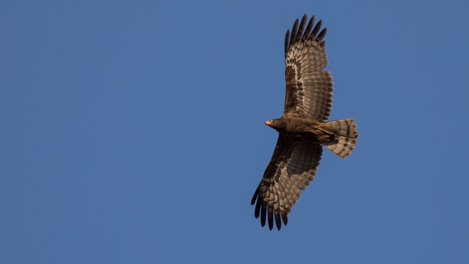 birding-ornis-vogelkunde-blog