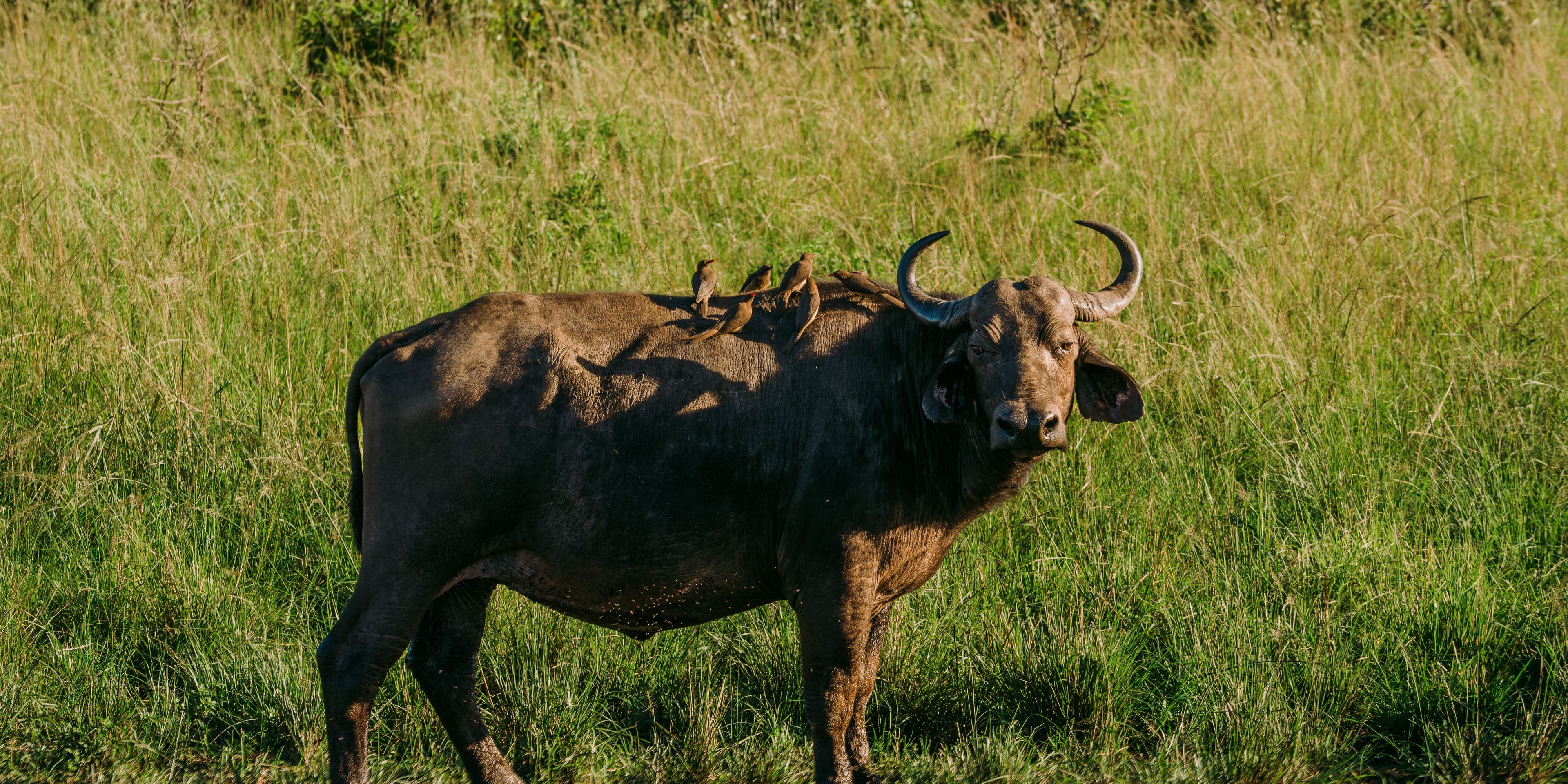 natucate-trip-volunteering-zululand-species-conservation-hluhluwe-wildbeest